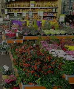 Garden center, flowers and potted plants